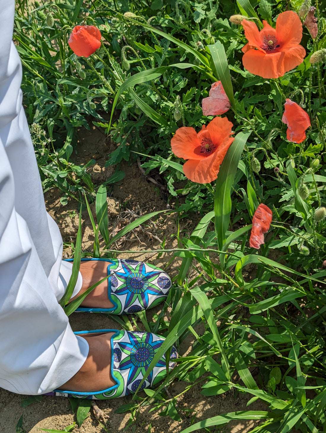 Poppy Seed Flowers and the Winery Regions of Italy